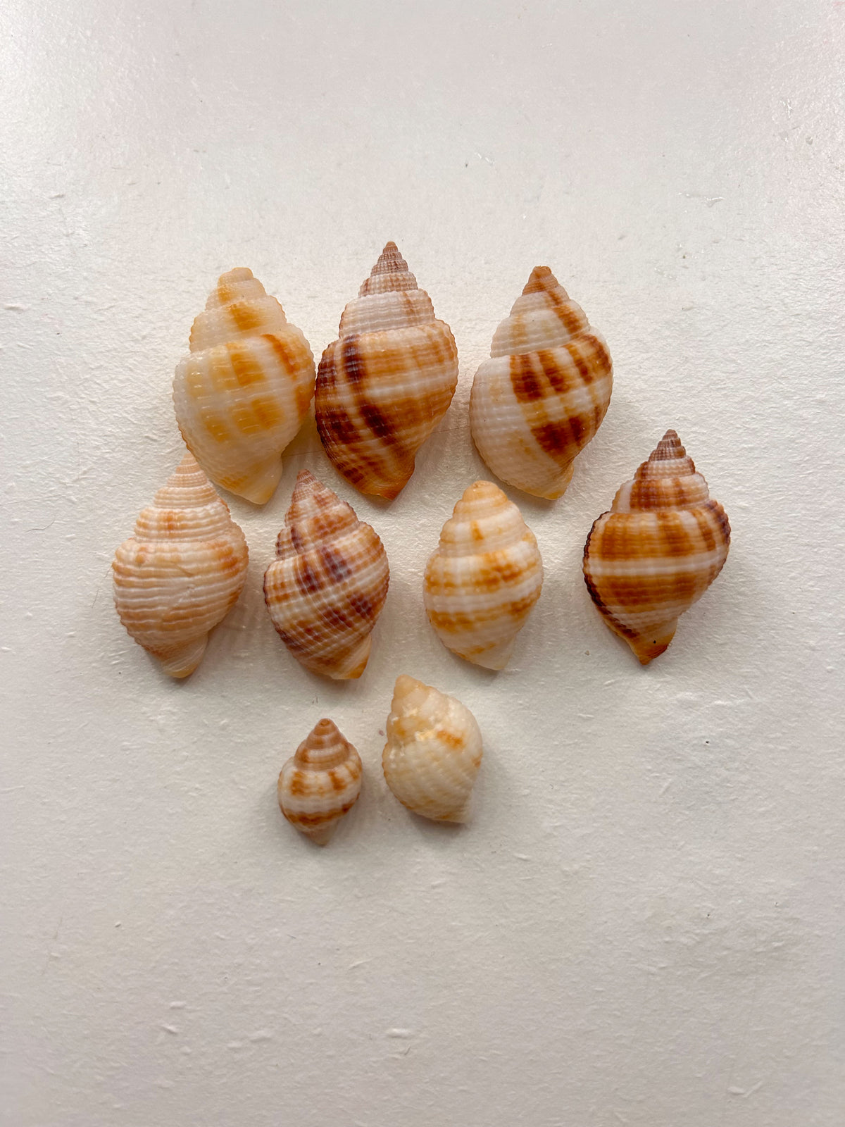 MYSTERY BAG: SWFL shark teeth and shells!
