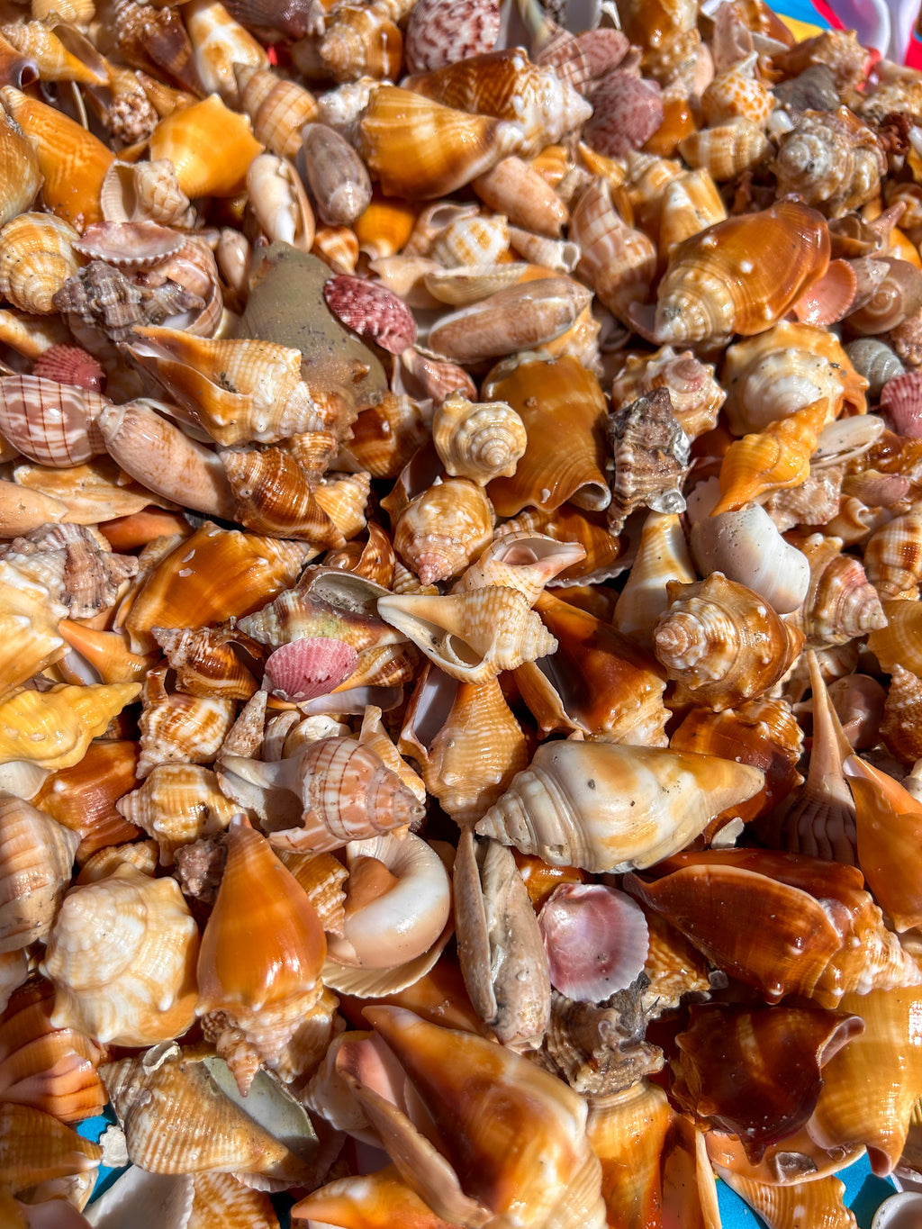 MYSTERY BAG: SWFL shark teeth and shells!