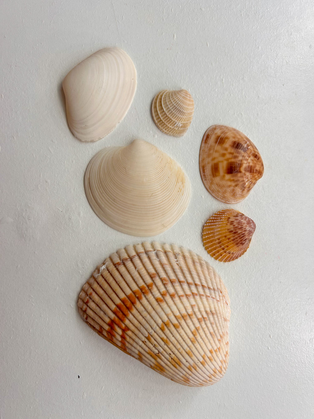 MYSTERY BAG: SWFL shark teeth and shells!
