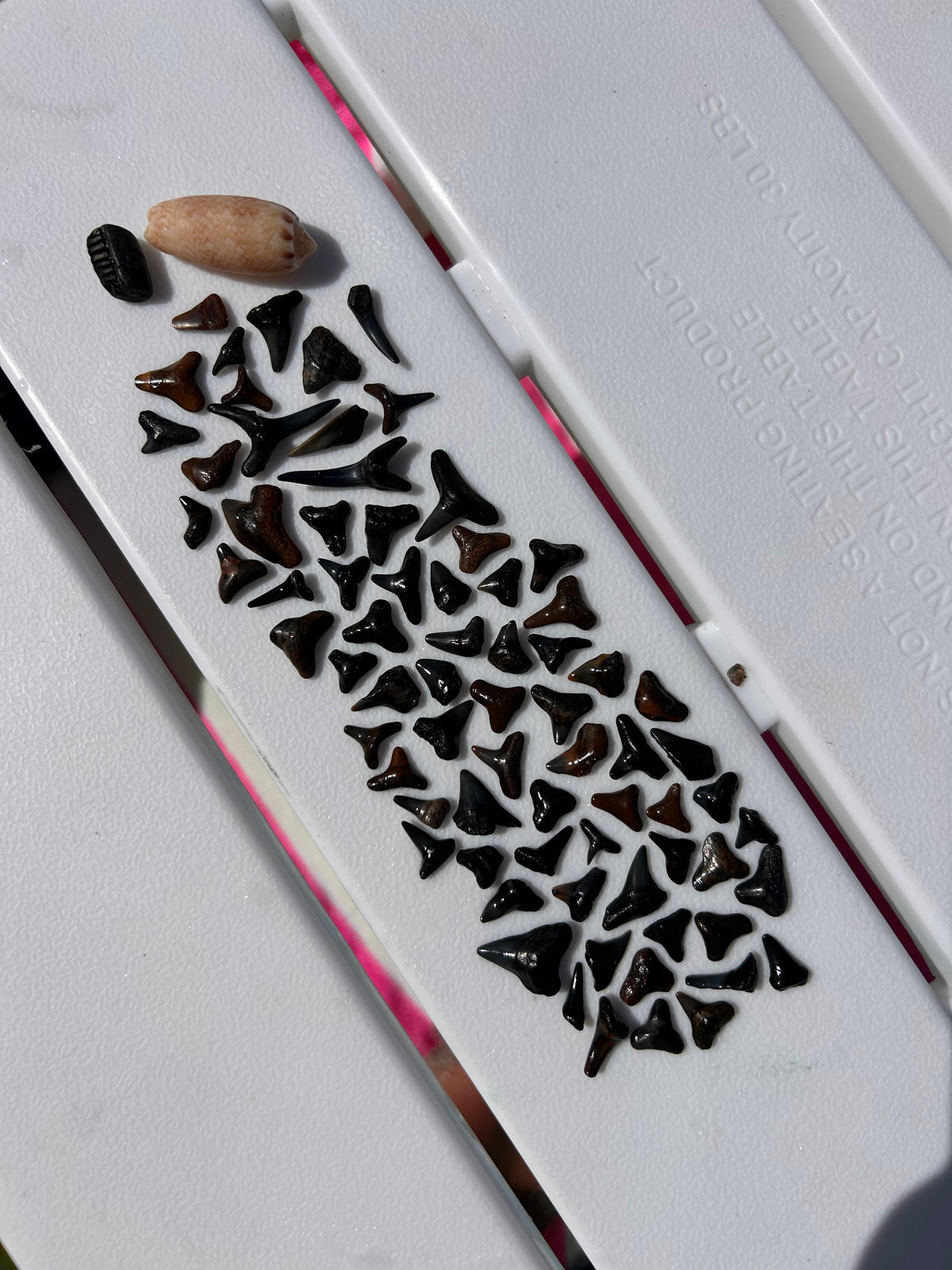 MYSTERY BAG: SWFL shark teeth and shells!