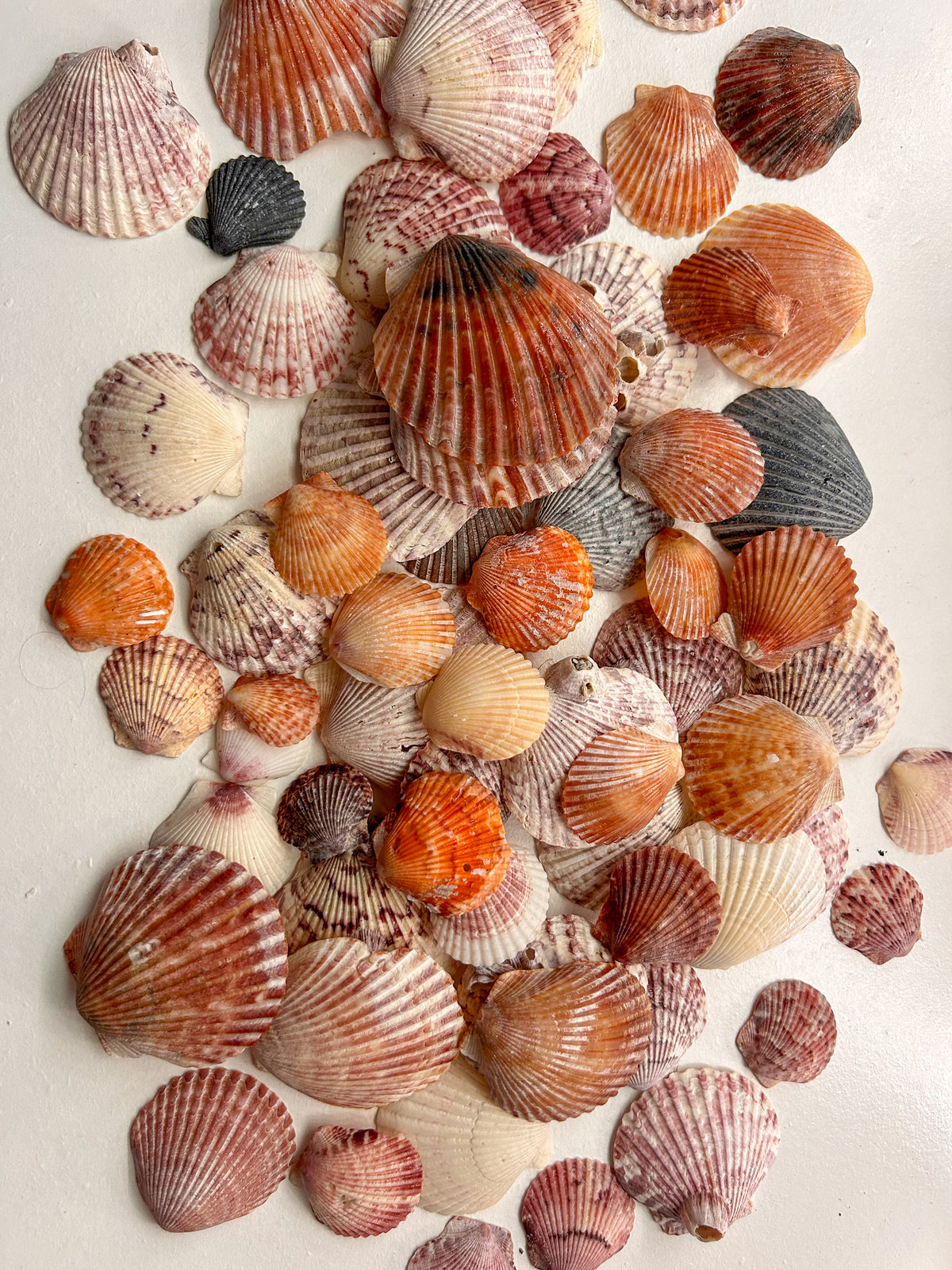 MYSTERY BAG: SWFL shark teeth and shells!