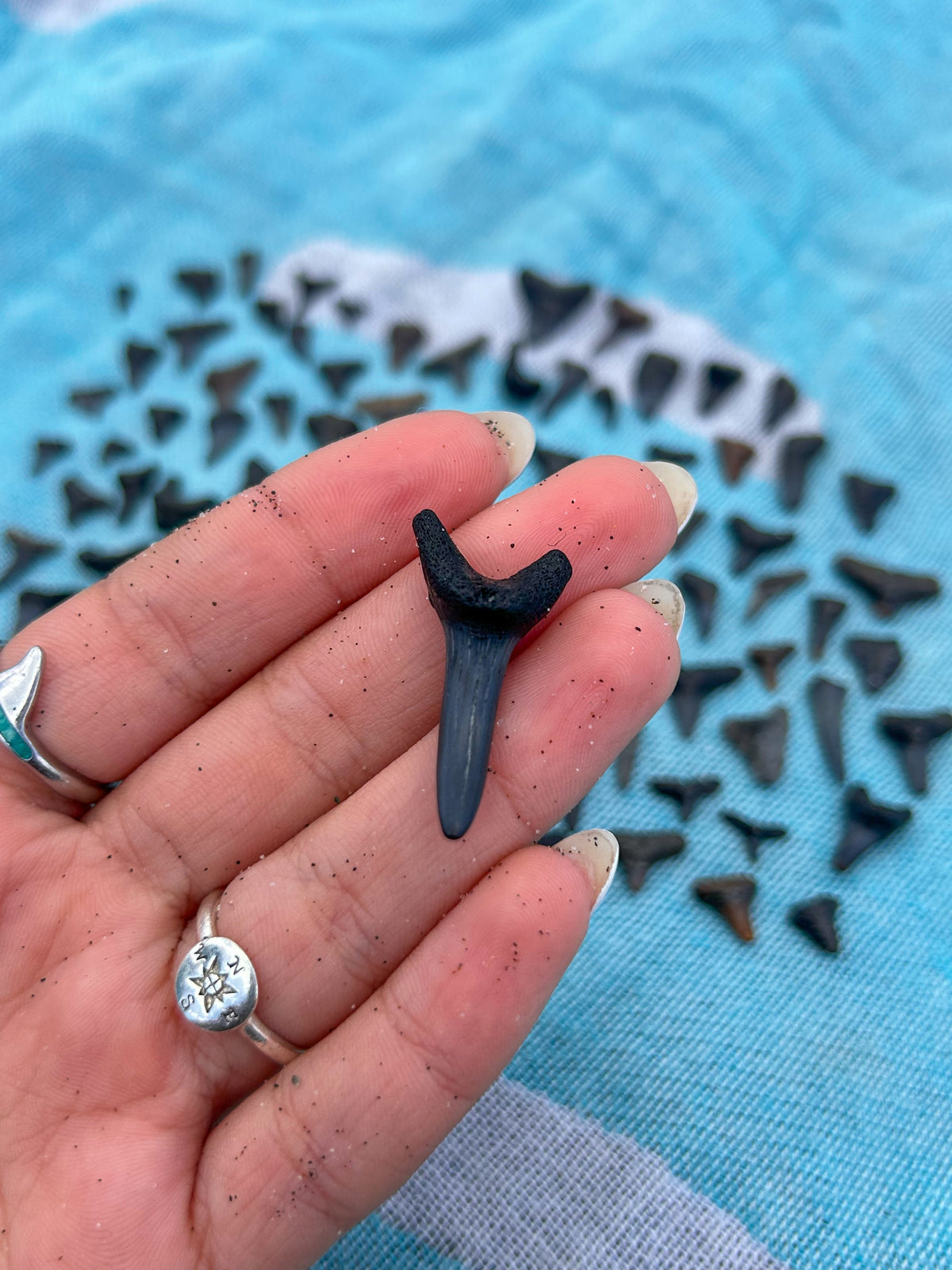 MYSTERY BAG: SWFL shark teeth and shells!