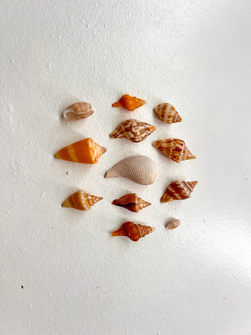 MYSTERY BAG: SWFL shark teeth and shells!