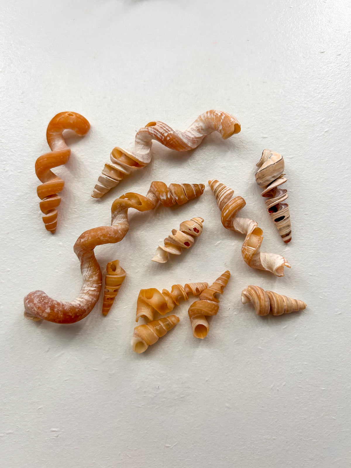 MYSTERY BAG: SWFL shark teeth and shells!
