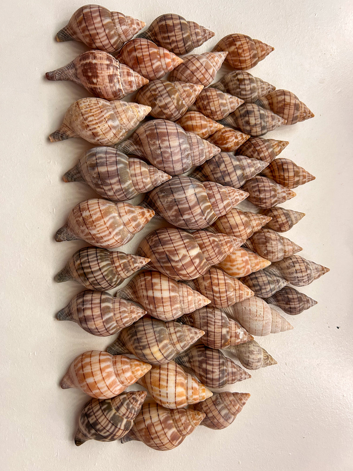 MYSTERY BAG: SWFL shark teeth and shells!