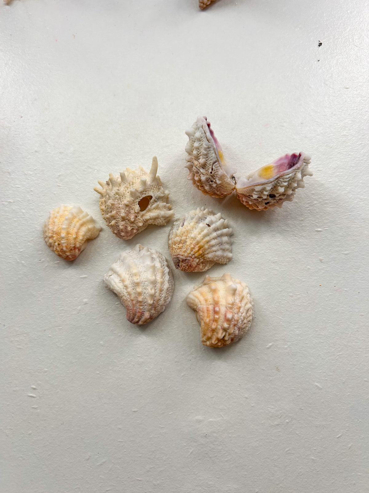 MYSTERY BAG: SWFL shark teeth and shells!