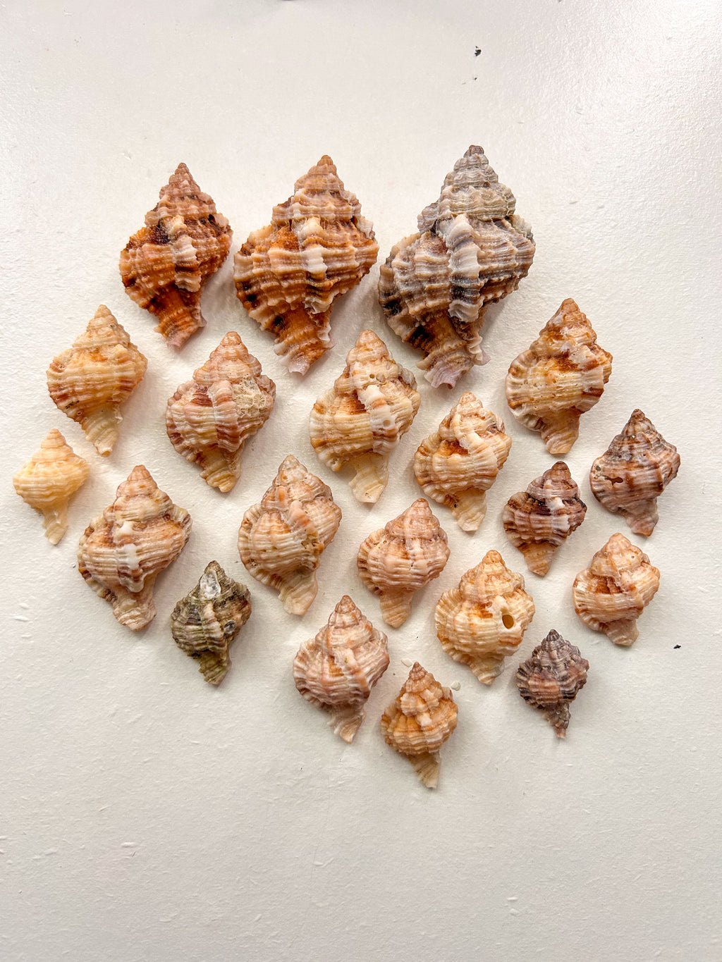 MYSTERY BAG: SWFL shark teeth and shells!