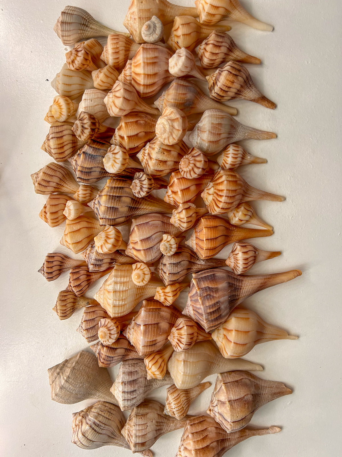 MYSTERY BAG: SWFL shark teeth and shells!
