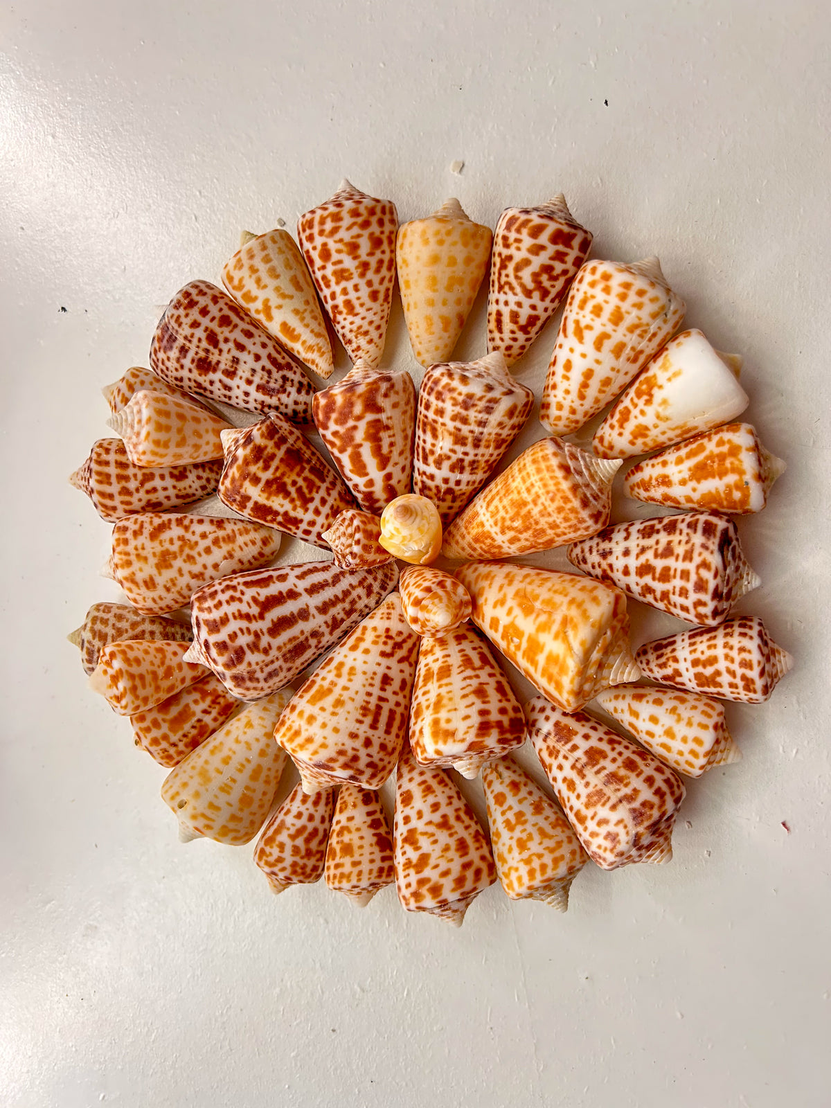 MYSTERY BAG: SWFL shark teeth and shells!