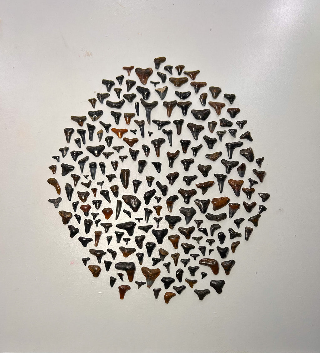 MYSTERY BAG: SWFL shark teeth and shells!
