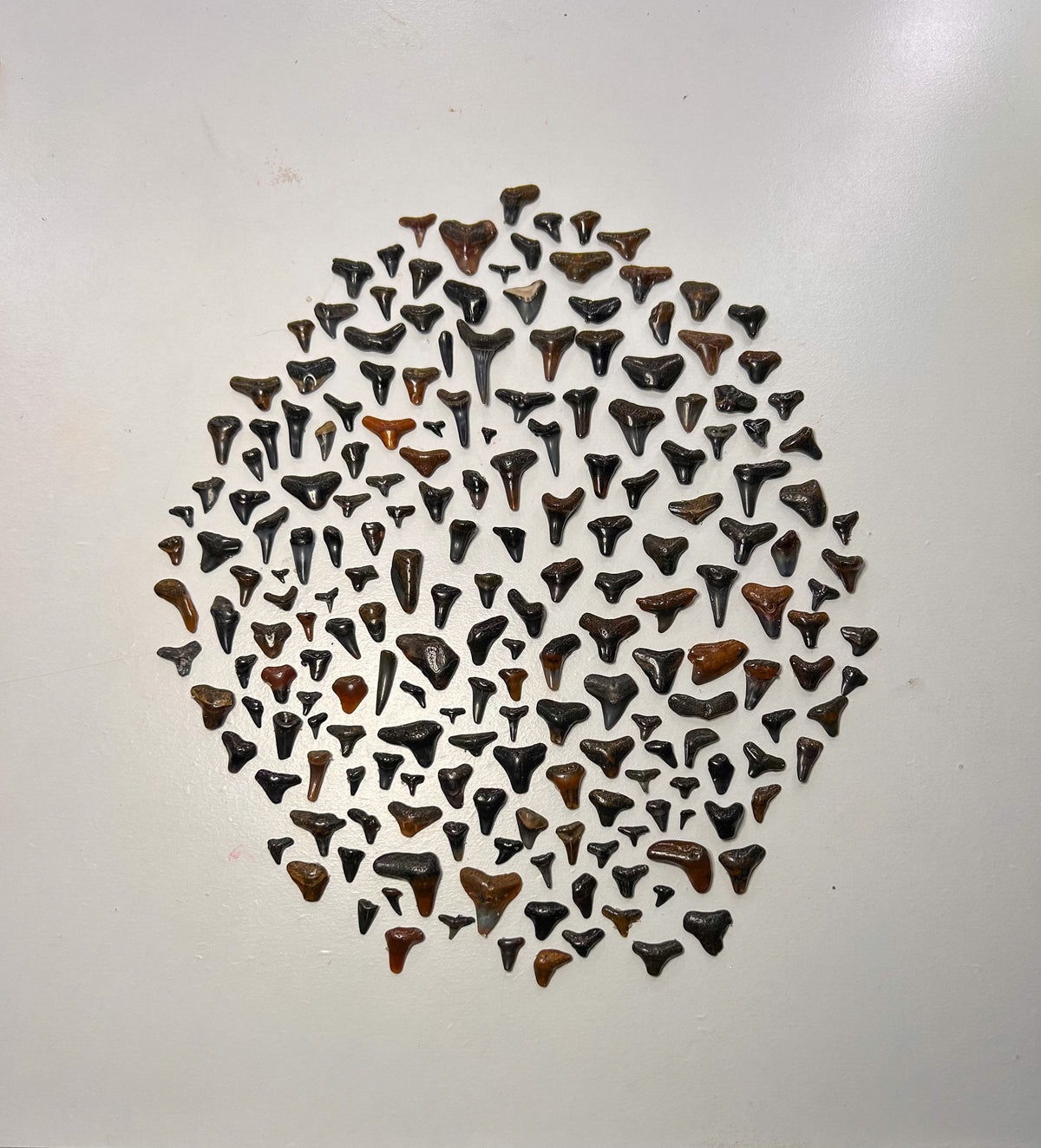 MYSTERY BAG: SWFL shark teeth and shells!
