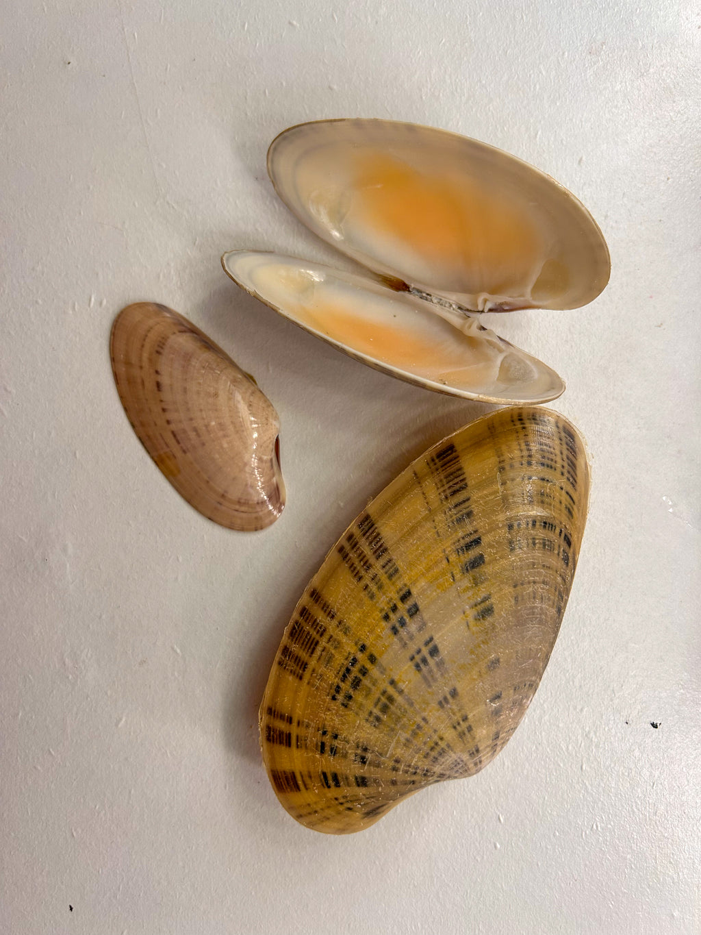 MYSTERY BAG: SWFL shark teeth and shells!