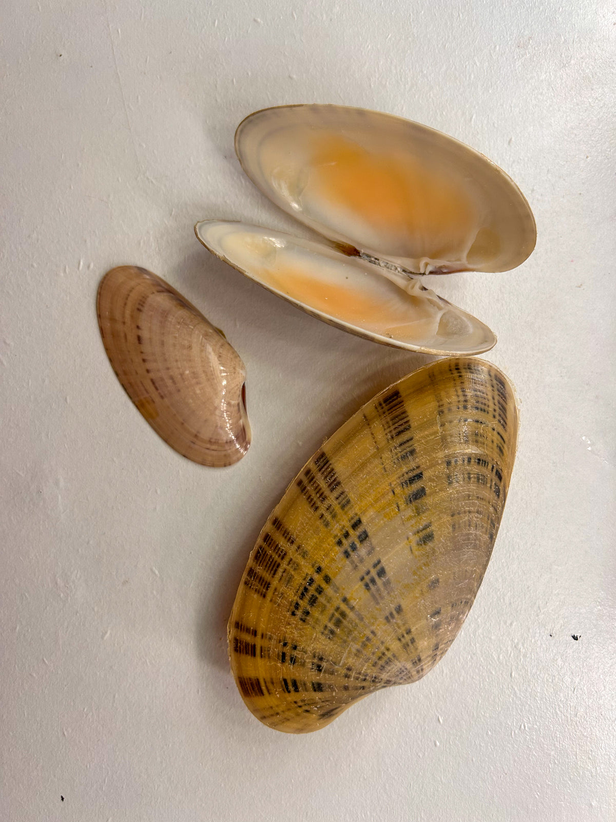 MYSTERY BAG: SWFL shark teeth and shells!