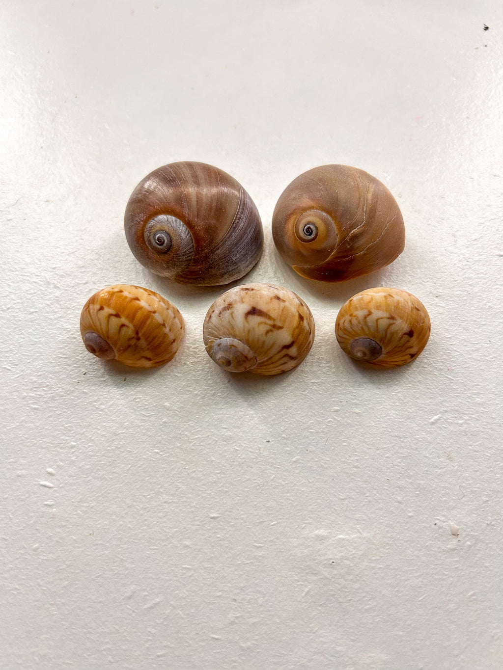MYSTERY BAG: SWFL shark teeth and shells!