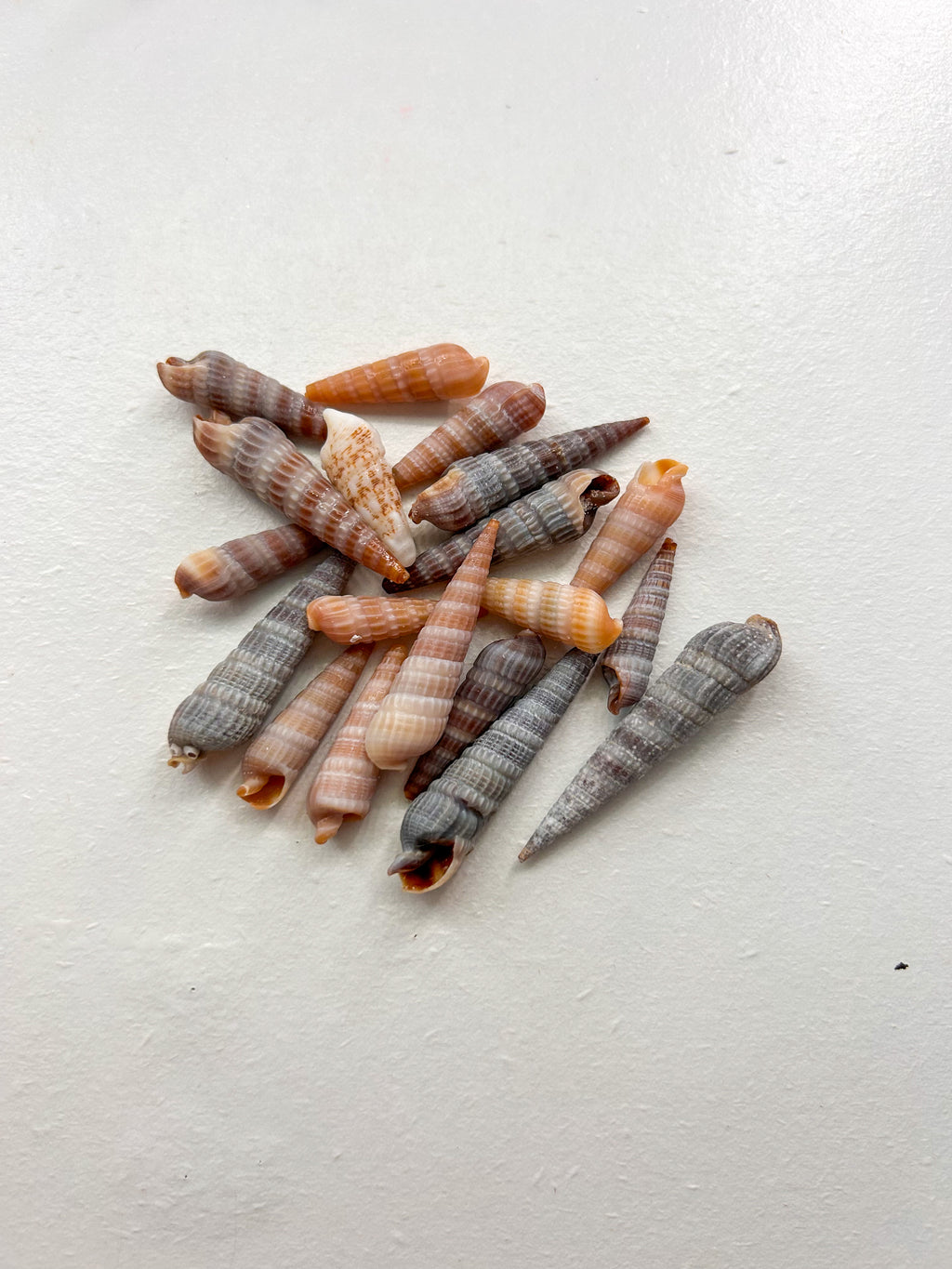MYSTERY BAG: SWFL shark teeth and shells!