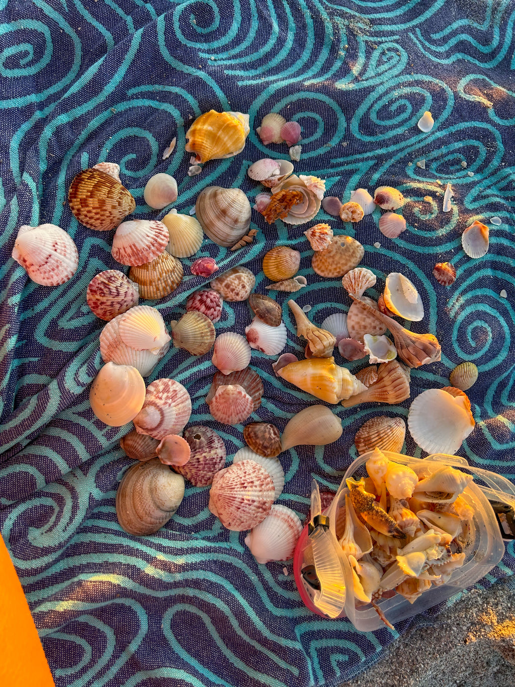 MYSTERY BAG: SWFL shark teeth and shells!