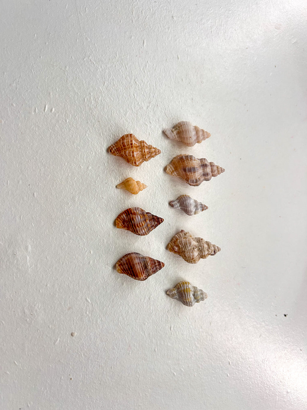 MYSTERY BAG: SWFL shark teeth and shells!