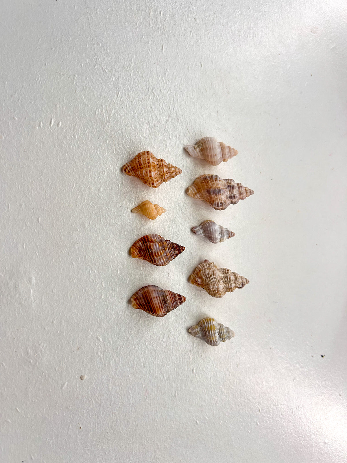 MYSTERY BAG: SWFL shark teeth and shells!