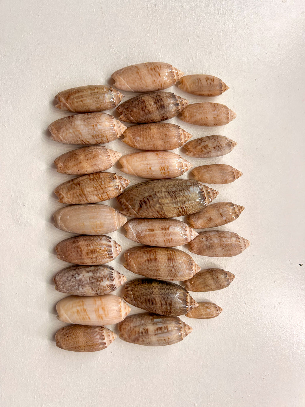 MYSTERY BAG: SWFL shark teeth and shells!