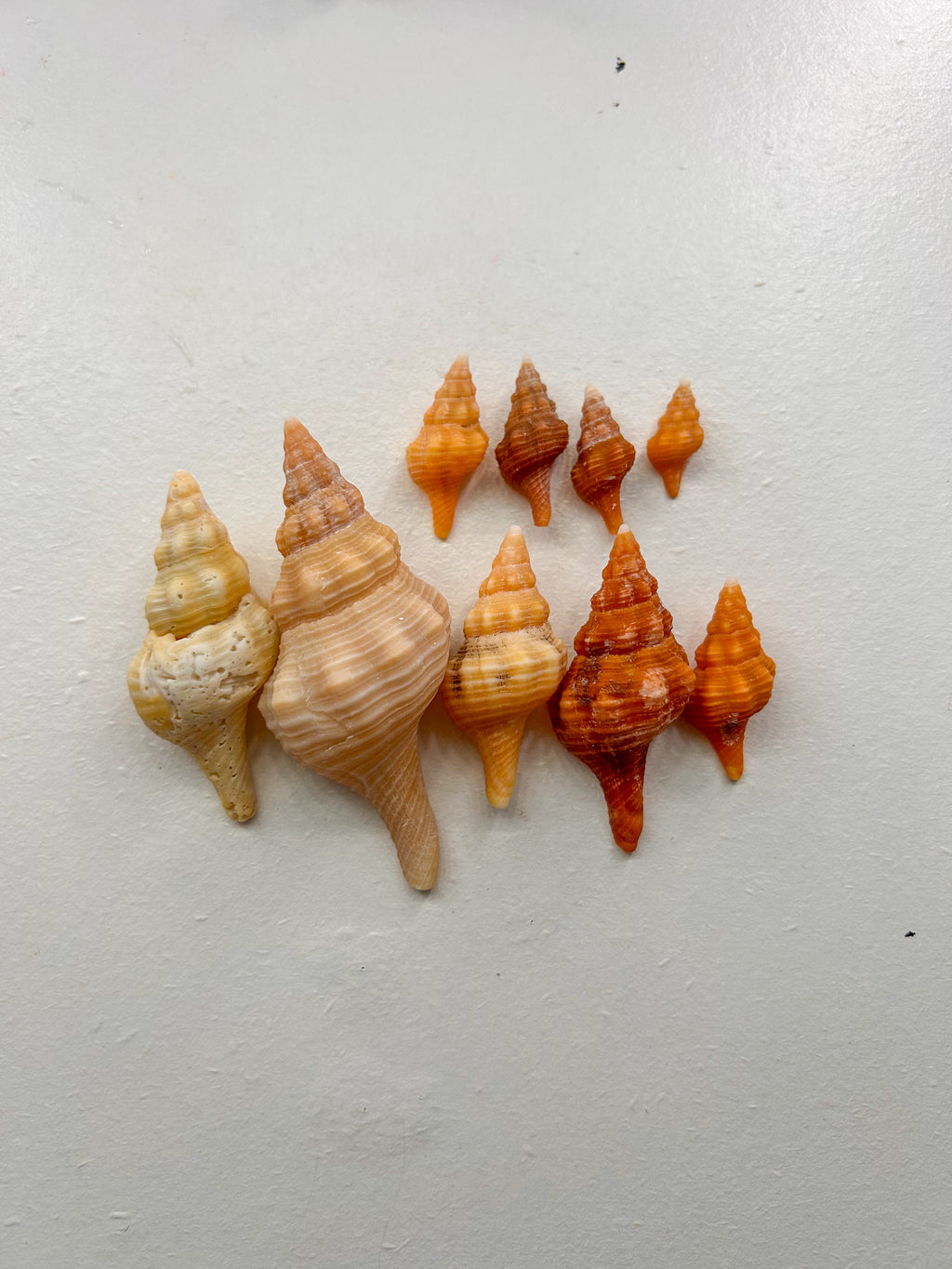 MYSTERY BAG: SWFL shark teeth and shells!