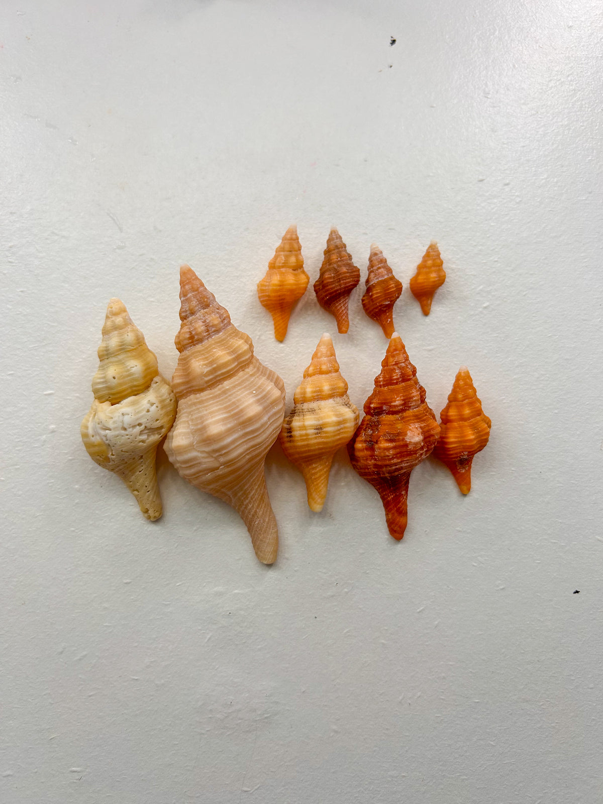 MYSTERY BAG: SWFL shark teeth and shells!