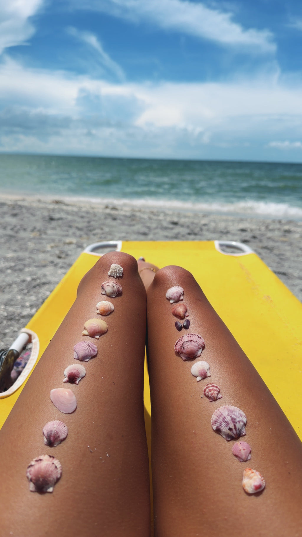 MYSTERY BAG: SWFL shark teeth and shells!